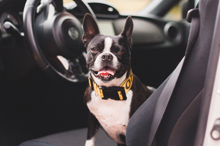 Hund ans Autofahren gewöhnen